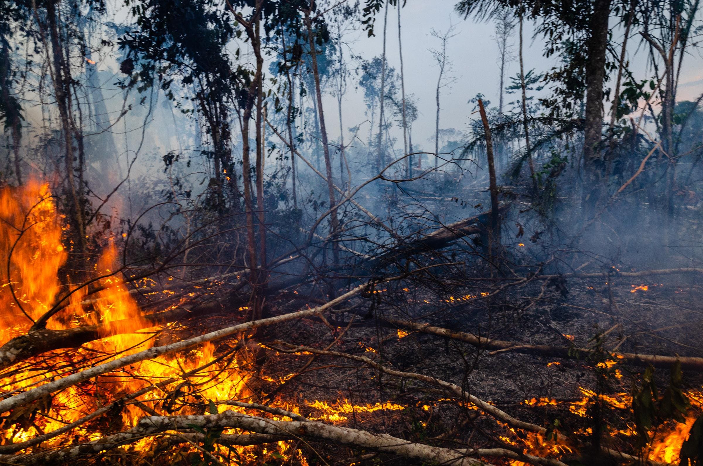Cena de reportagem: brazilian Researchers Defy The Government To Reveal The Truth About Amazon Fires, no trecho “Como se proteger em casa”