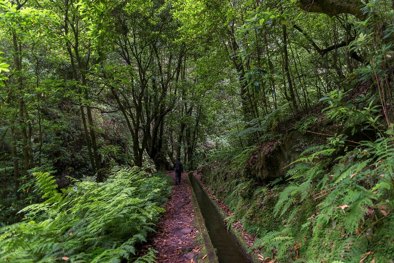 Cena de reportagem: best 5 Levada Walks in Madeira Island. El Tour - Incoming tour operator, no trecho “O que o portal não informa”