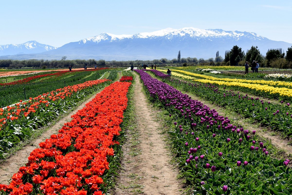 Cena de reportagem: campo De Tulipanes - All You SHOULD Know Before You Go 2026 (w/ Reviews & Photos, no trecho “Uma opção mais precoce: Tulipanes de Tir Halen”