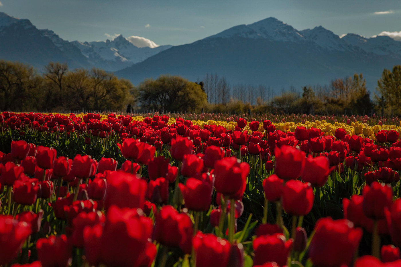 Cena de reportagem: tulipanes de Trevelin, Chubut, Argentina Behance, no trecho “Onde ficar”
