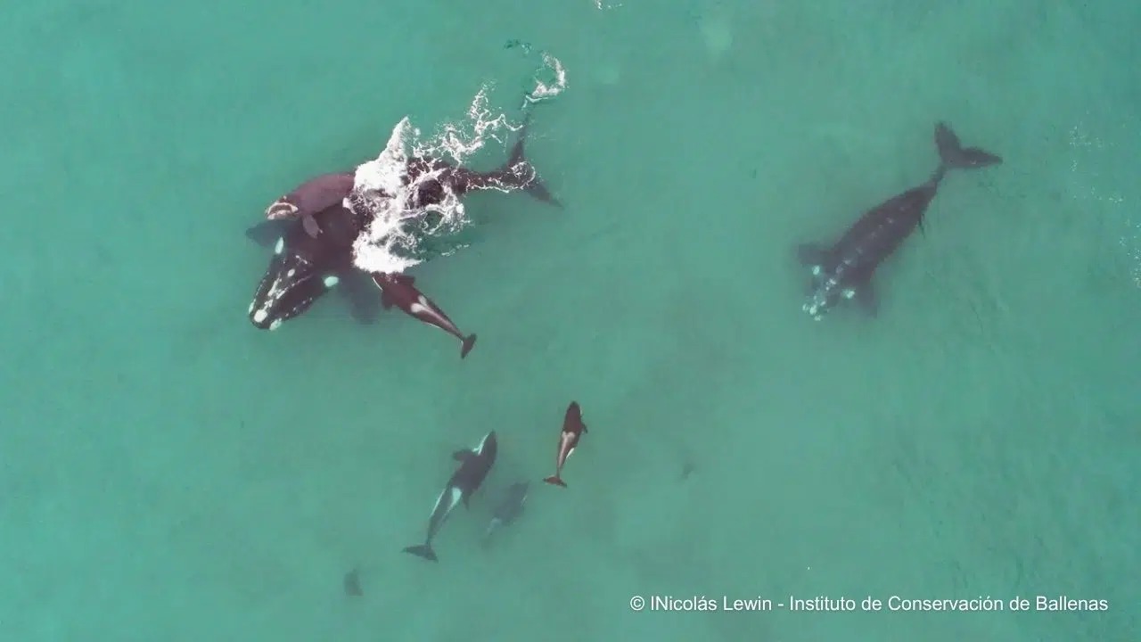 Cena de reportagem: orcas and Southern Right Whales in Chubut: a decisive and scientifically valuabl, no trecho “O clima muda o passeio”
