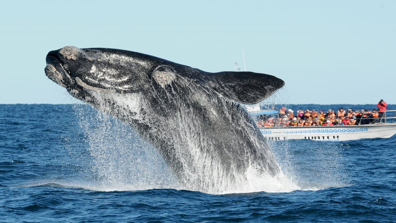 Cena de reportagem: peninsula Valdes & Whale Watching Tour from Puerto Madryn UNESCO World Heritage, no trecho “Como chegar e quantos dias ficar”