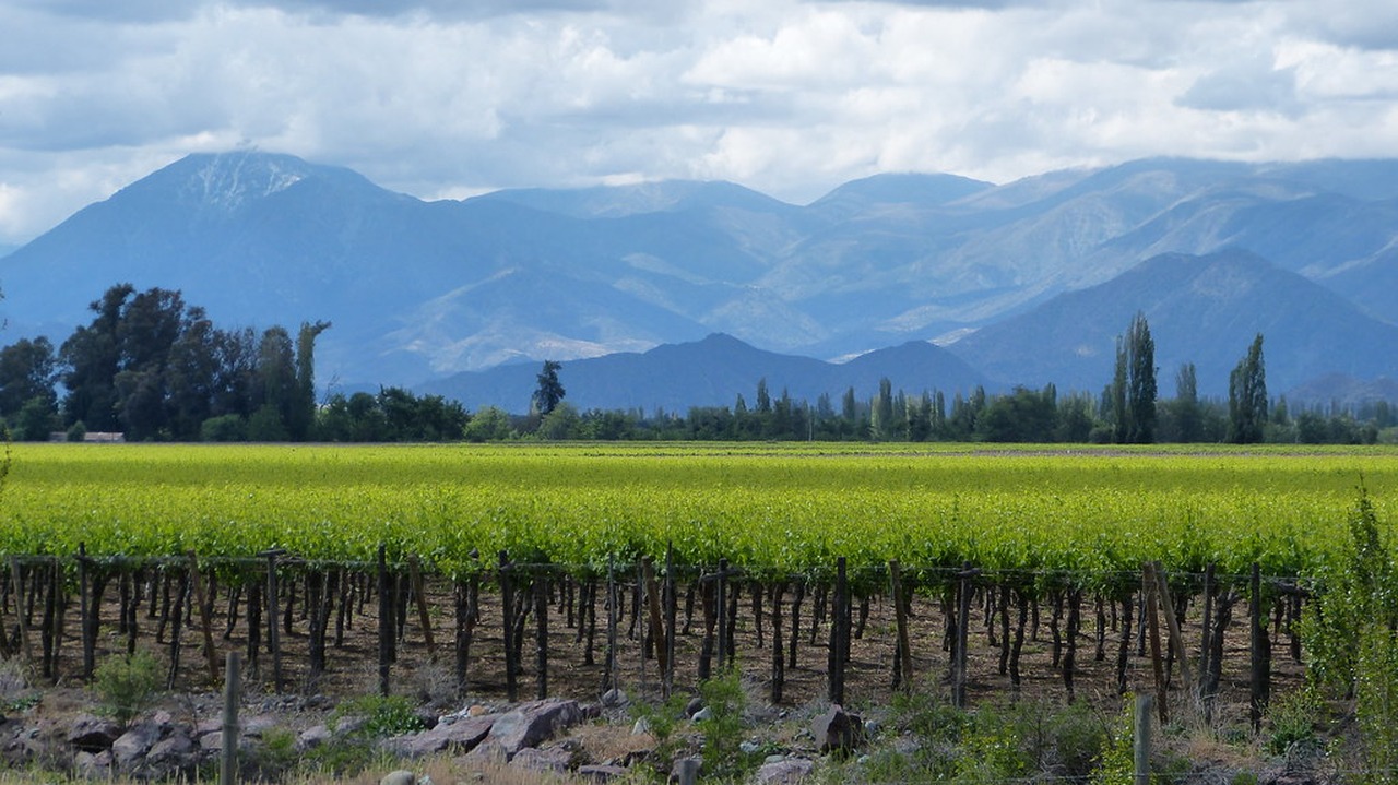 Cena de reportagem: viñedos Paisaje de ensueño en Los Andes, chile, con los ma. Flickr, no trecho “O que esperar do clima em cada região”