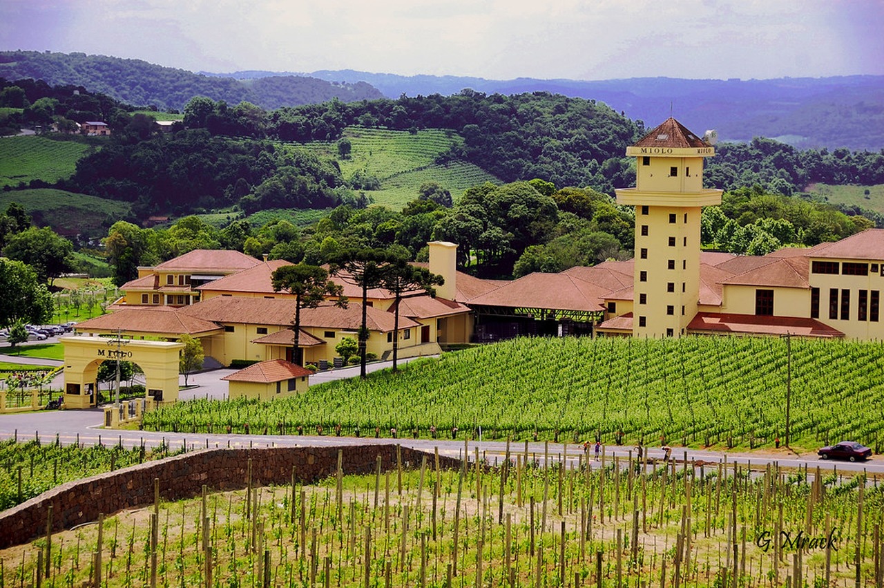 Cena de reportagem: vale dos Vinhedos - RS Vinícola Miolo, no Vale dos Vinhedo. Flickr, no trecho “O que levar para entrar no país”