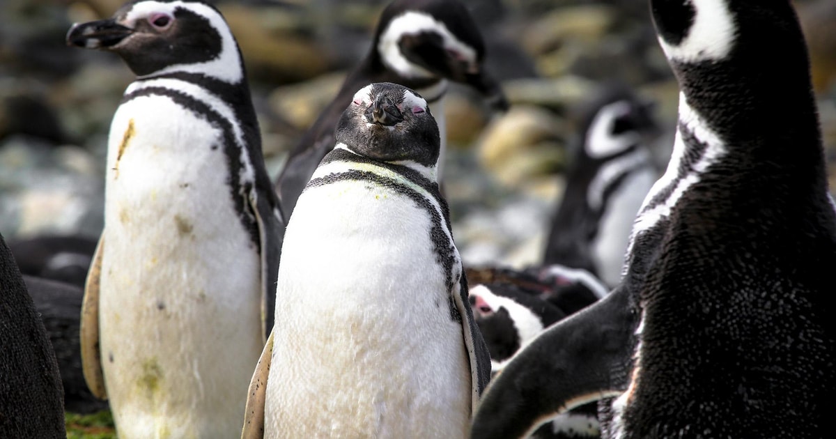 Cena de reportagem: punta Arenas: Magdalena Island Navigation & Penguin Walk - 2026 (Verified Review, no trecho “Por terra”
