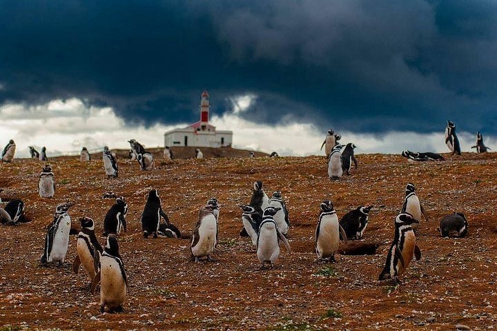 Cena de reportagem: tHE 10 BEST Magallanes Region Bus Tours (with Prices) - Tripadvisor, no trecho “Contato”