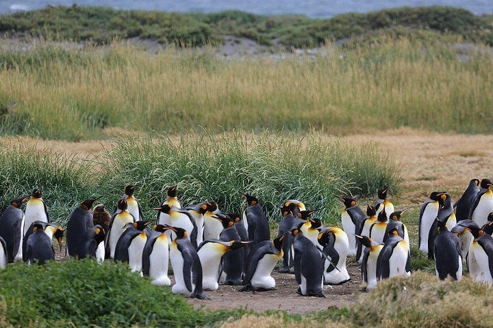 Cena de reportagem: aTUALIZADO 2026) Reserva Natural do Pinguim Rei - Ilha Terra do Fogo :  experiência oferecida por Turismo Viento del Sur, no trecho “O clima e o que levar”