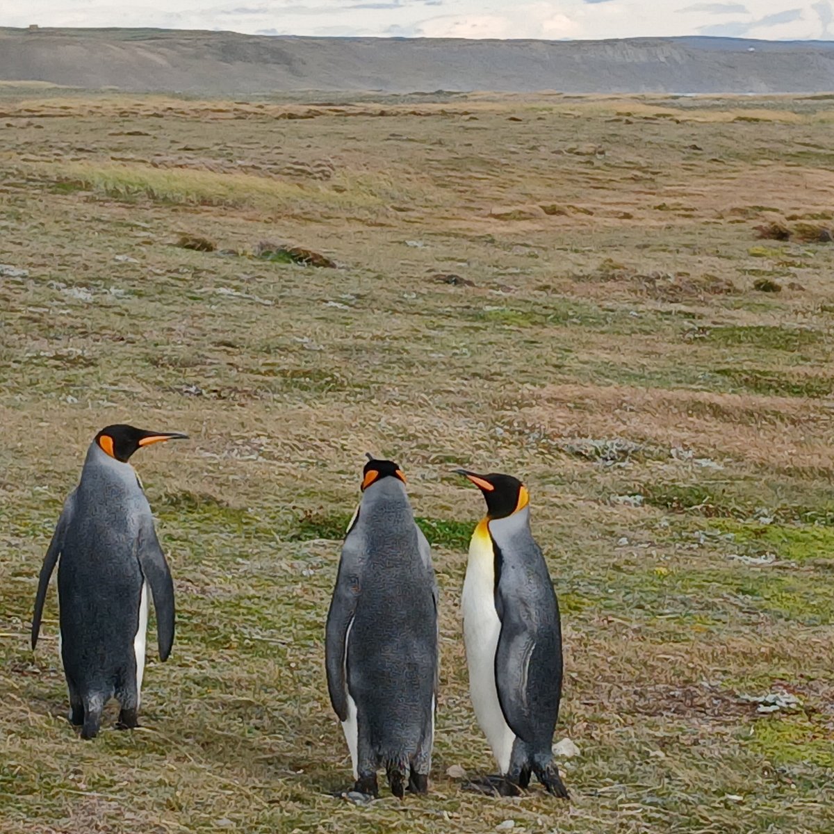 Cena de reportagem: aTUALIZADO 2026) Reserva Natural do Pinguim Rei - Ilha Terra do Fogo :  experiência oferecida por Turismo Viento del Sur, no trecho “Reservas”