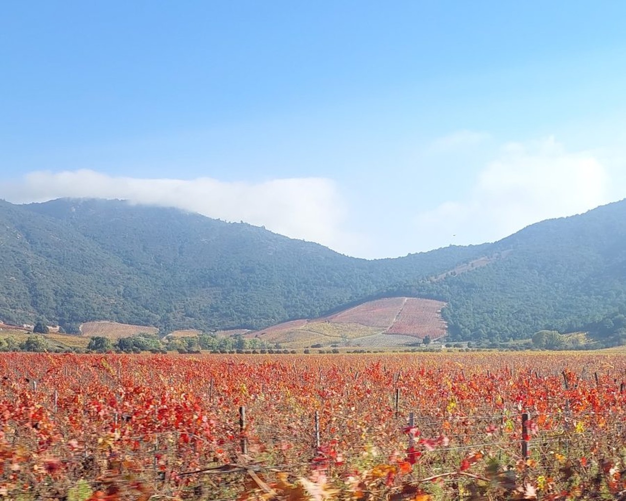 Cena de reportagem: as generosidades do Vale de Colchagua – Férias no Chile – Turismo do Vinho  no Chile, no trecho “Os cinco vales”