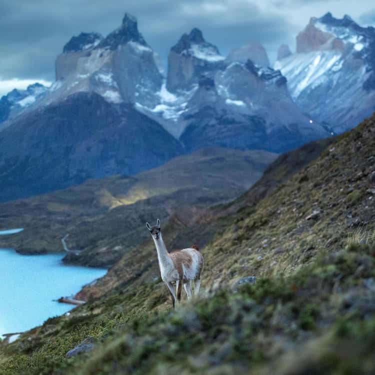 Cena de reportagem: torres del Paine: Passeio a cavalo privativo na Lagoa Azul – 2026  (avaliações verificadas), no trecho “Contato”