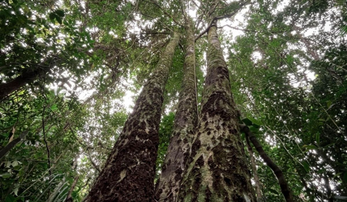 Cena de reportagem: parque guarda trilha indígena milenar no Norte de SC, no trecho “Para que serve a rota”