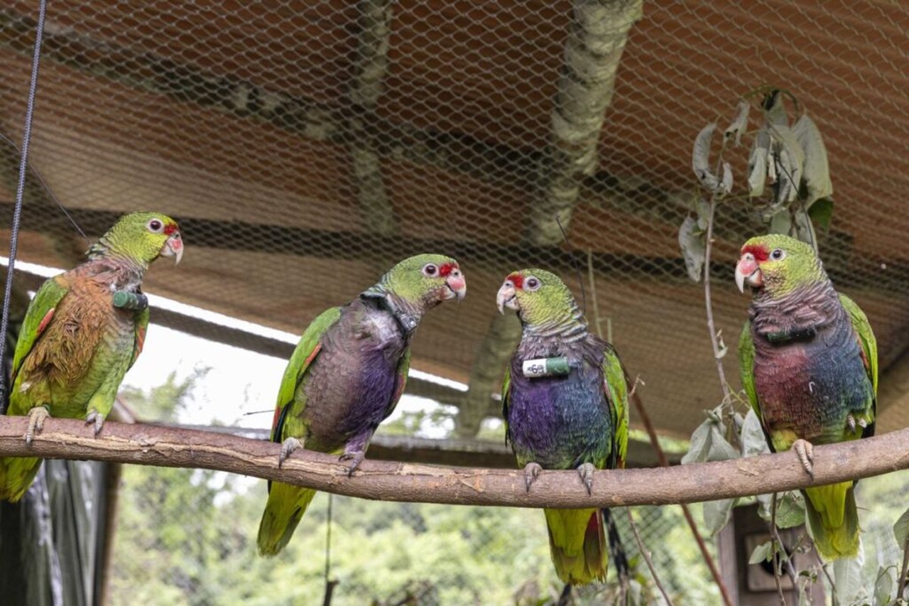 Cena de reportagem: a Luta para Salvar o Papagaio-de-peito-roxo na Mata Atlântica de Minas  Gerais – WAITA, no trecho “Onde essas espécies vivem”