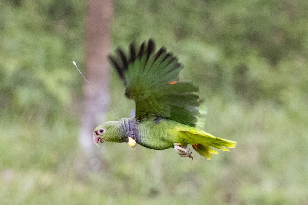Cena de reportagem: a Luta para Salvar o Papagaio-de-peito-roxo na Mata Atlântica de Minas  Gerais – WAITA, no trecho “Como proteger a fauna na visita”