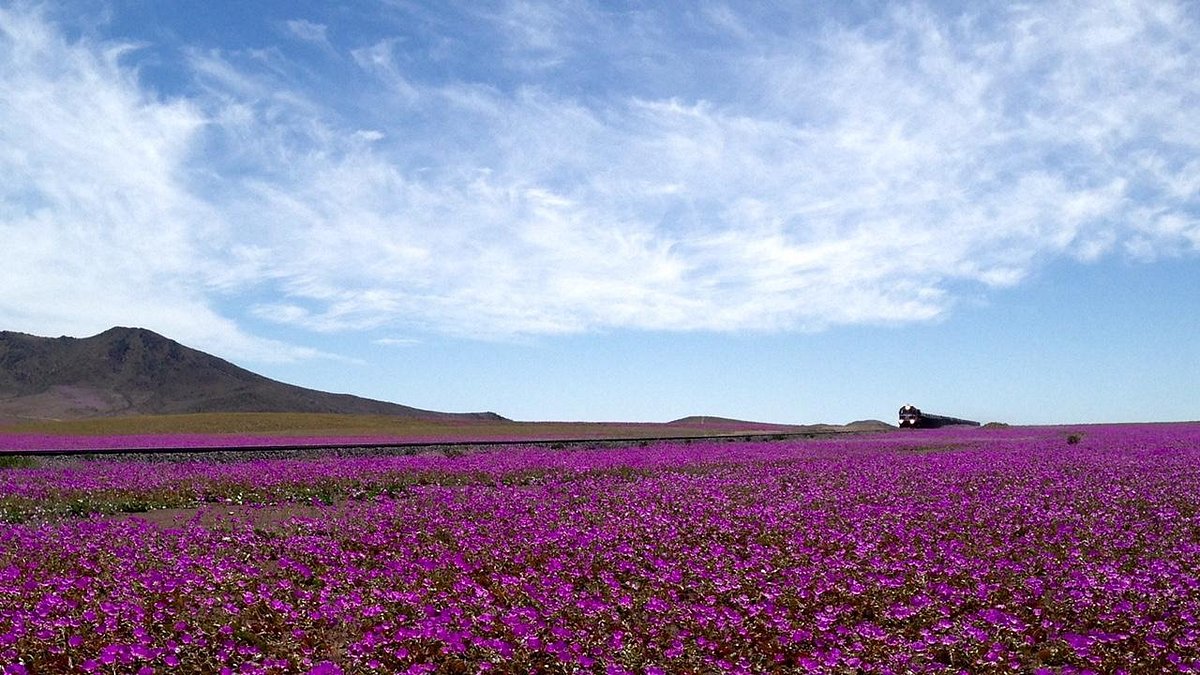 Cena de reportagem: desierto Florido - O que saber antes de ir (com avaliações) - 2026, no trecho “Regras para não danificar as flores”