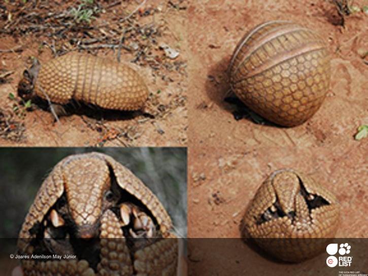 Cena de reportagem: tolypeutes tricinctus (Brazilian Three-banded Armadillo), no trecho “O que ameaça a espécie”