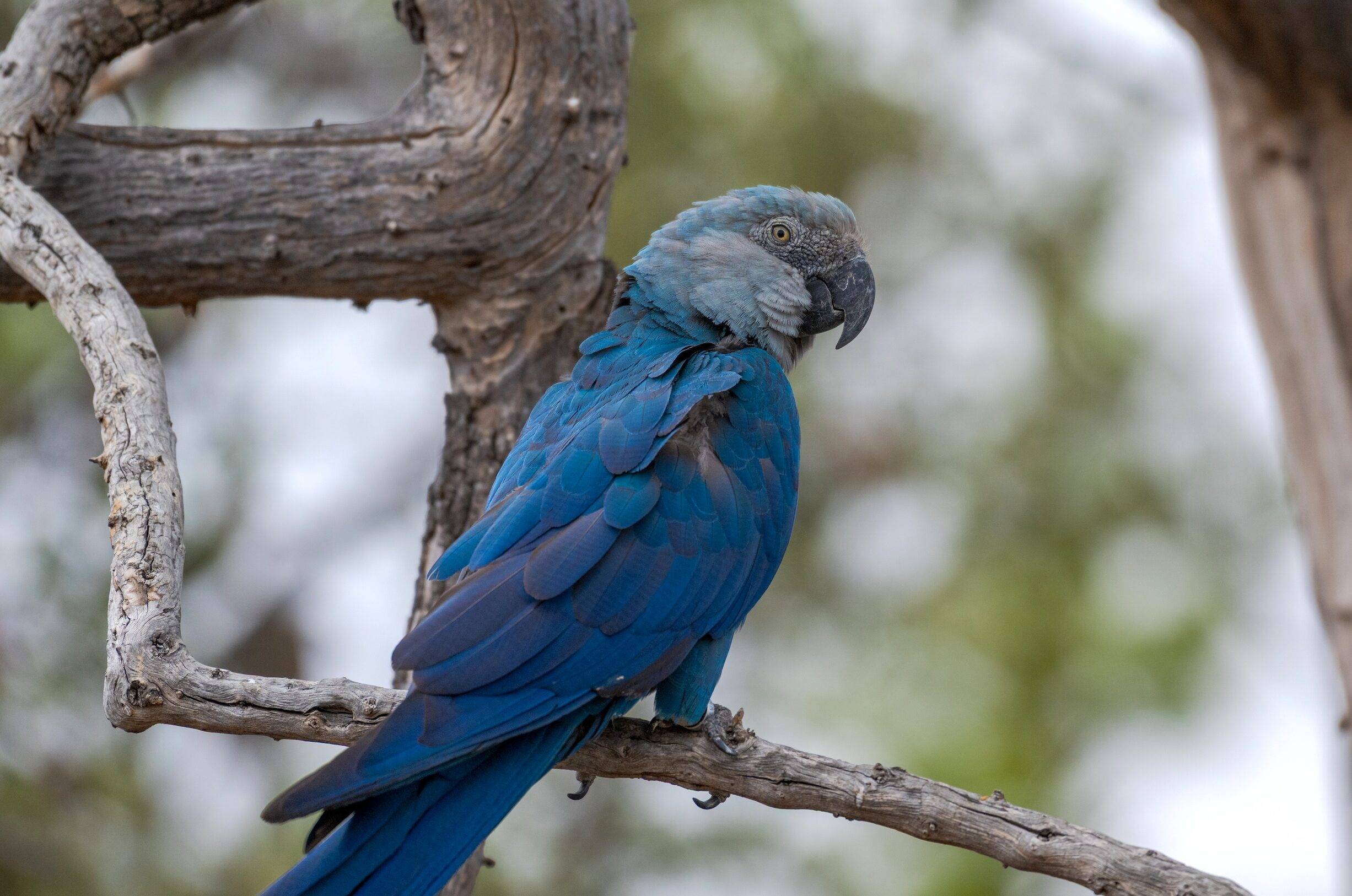 Cena de reportagem: virus outbreak deepens rift over return of Spix’s macaw to Brazil, no trecho “O que sustentou a espécie em cativeiro”
