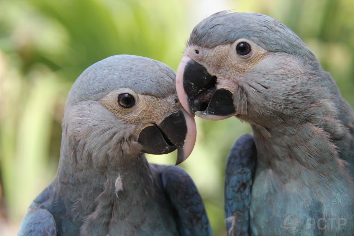 Cena de reportagem: spix’s Macaw, Star of \ Rio,\  Spotted in the Wild for the First Time in 15 Years, no trecho “O que ainda falta”
