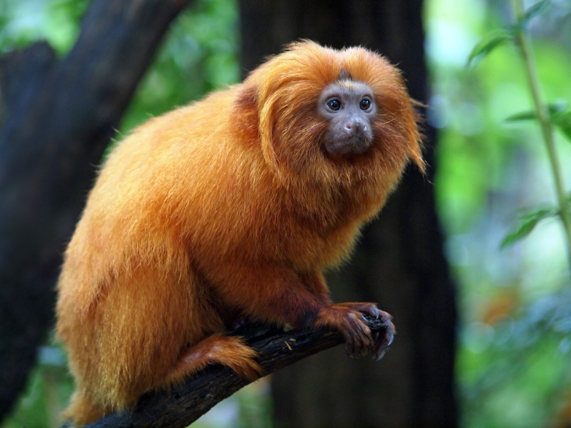 Cena de reportagem: herbert Dariel - Mico Leão Dourado (Golden lion tamarin), no trecho “O que é uma população de segurança”
