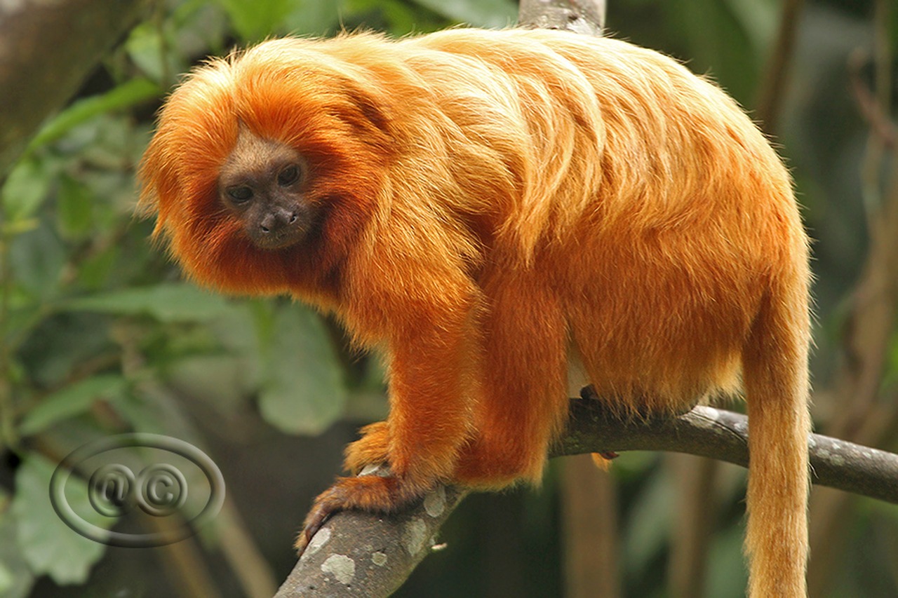Cena de reportagem: mico-leão-dourado - (Golden lion tamarin) Project, no trecho “Documentos e próximos passos”