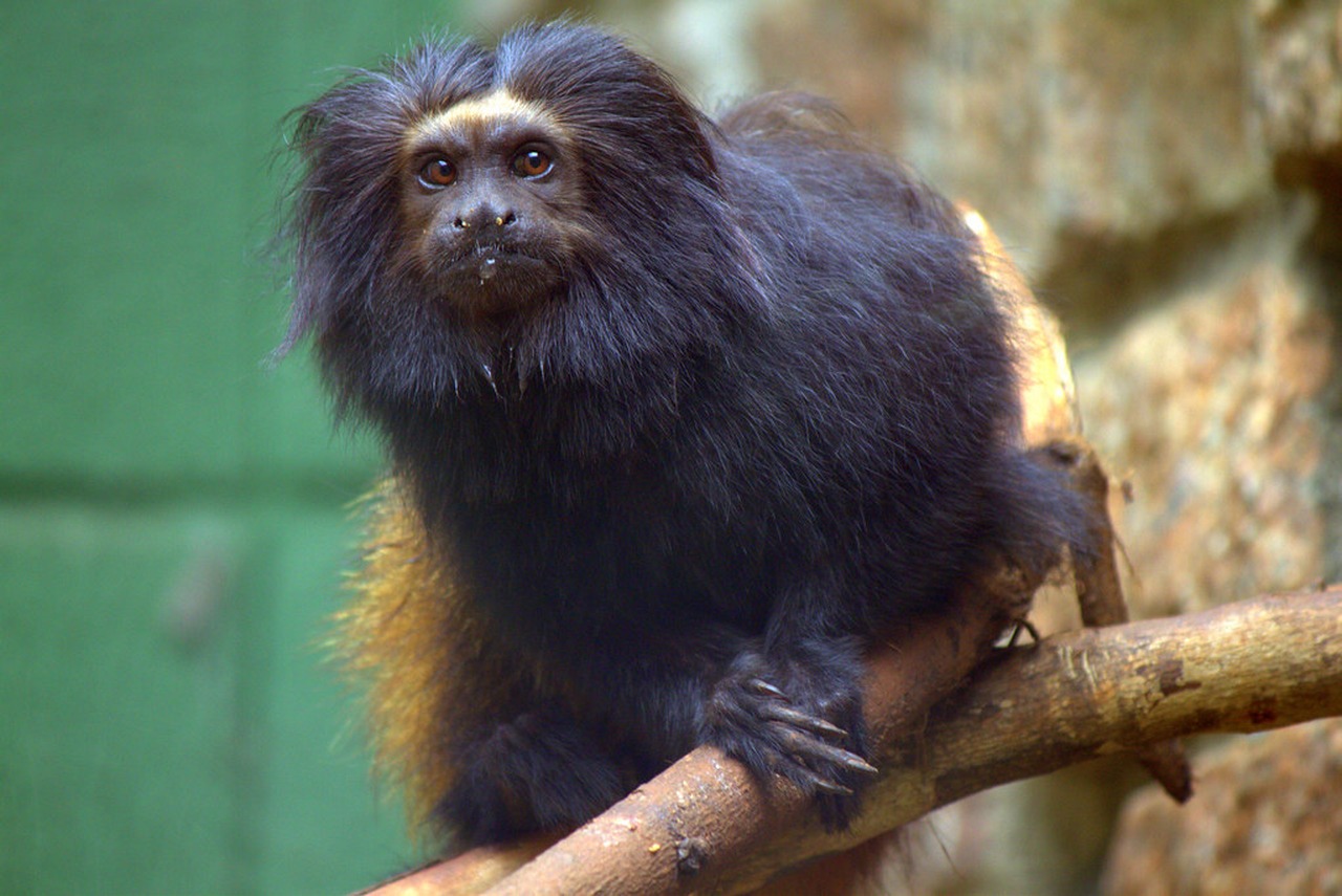 Cena de reportagem: black lion tamarin (Leontopithecus chrysopygus) Mico-leão-. Flickr, no trecho “Por que uma estação ecológica, e não um parque”