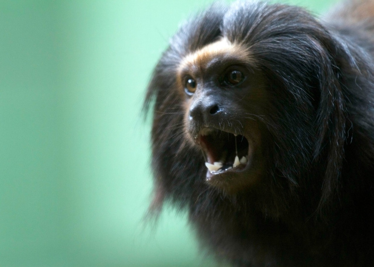 Cena de reportagem: black lion tamarin \ Leontopithecus chrysopygus\  Mico-leão-. Flickr, no trecho “O que fica de lição”