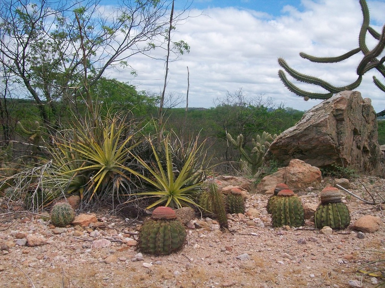 Cena de reportagem: caatinga Vegetação nativa do semiárido brasileiro, Santa M. Flickr, no trecho “Por que a ave precisava de um território”