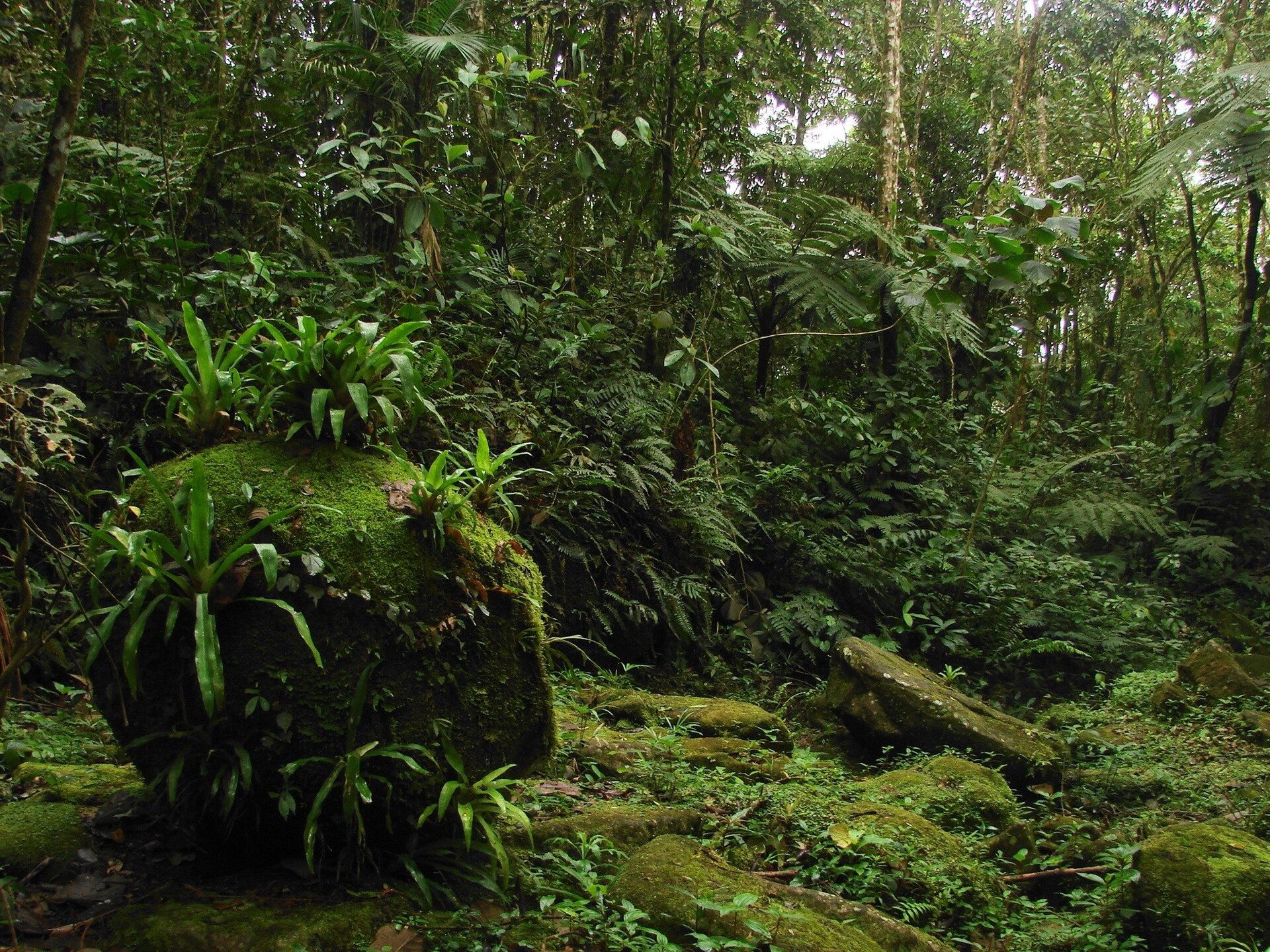 Cena de reportagem: file:Caminho do Ouro perdido no meio da mata atlântica em Parati-RJ (1518188791), no trecho “Sudeste: picos, cavernas e litoral selvagem”
