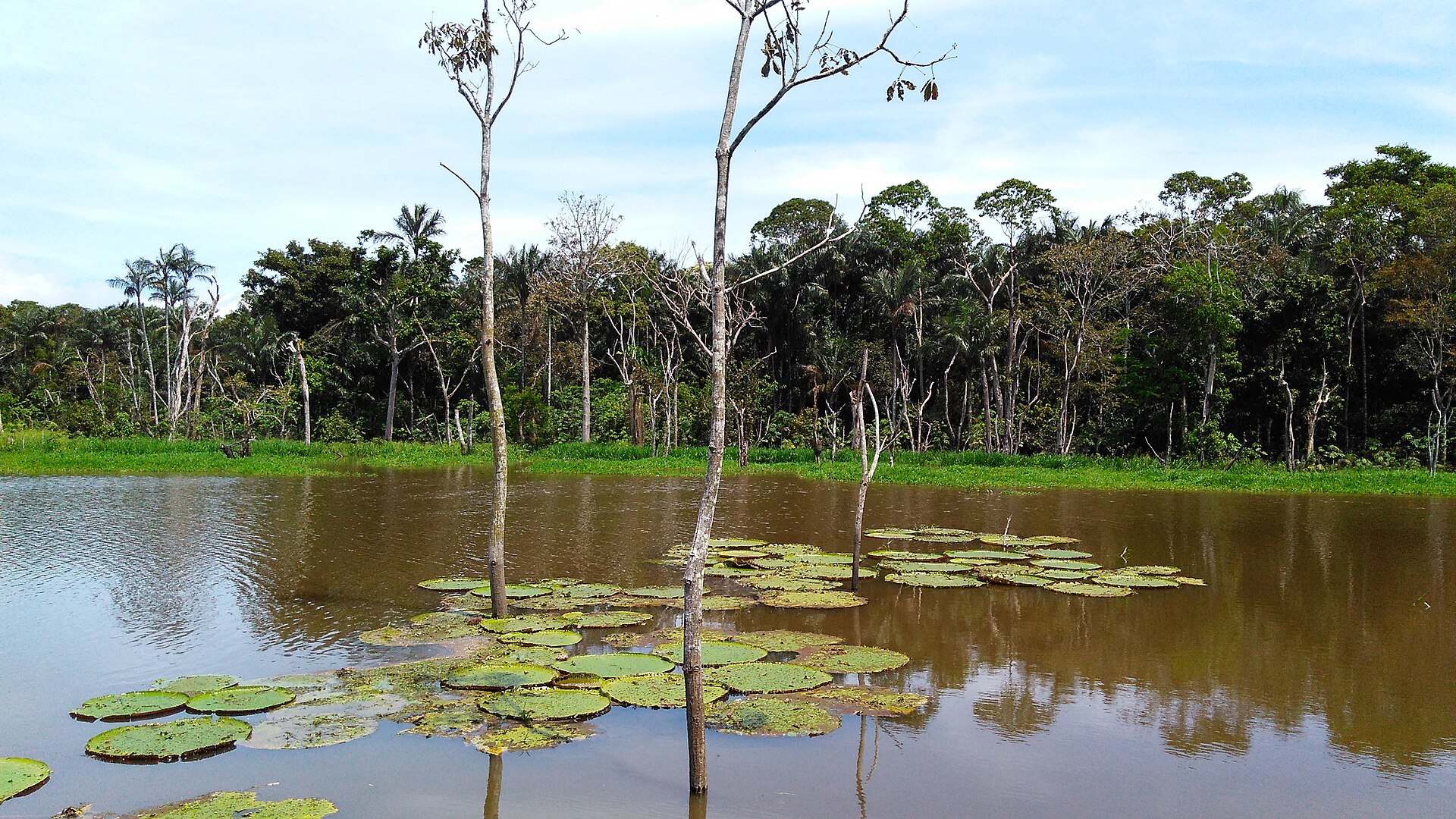 Cena de reportagem: file:Igapó no Rio Negro com Vitórias-Régias.jpg - Wikimedia Commons, no trecho “Centro-Oeste e como escolher”