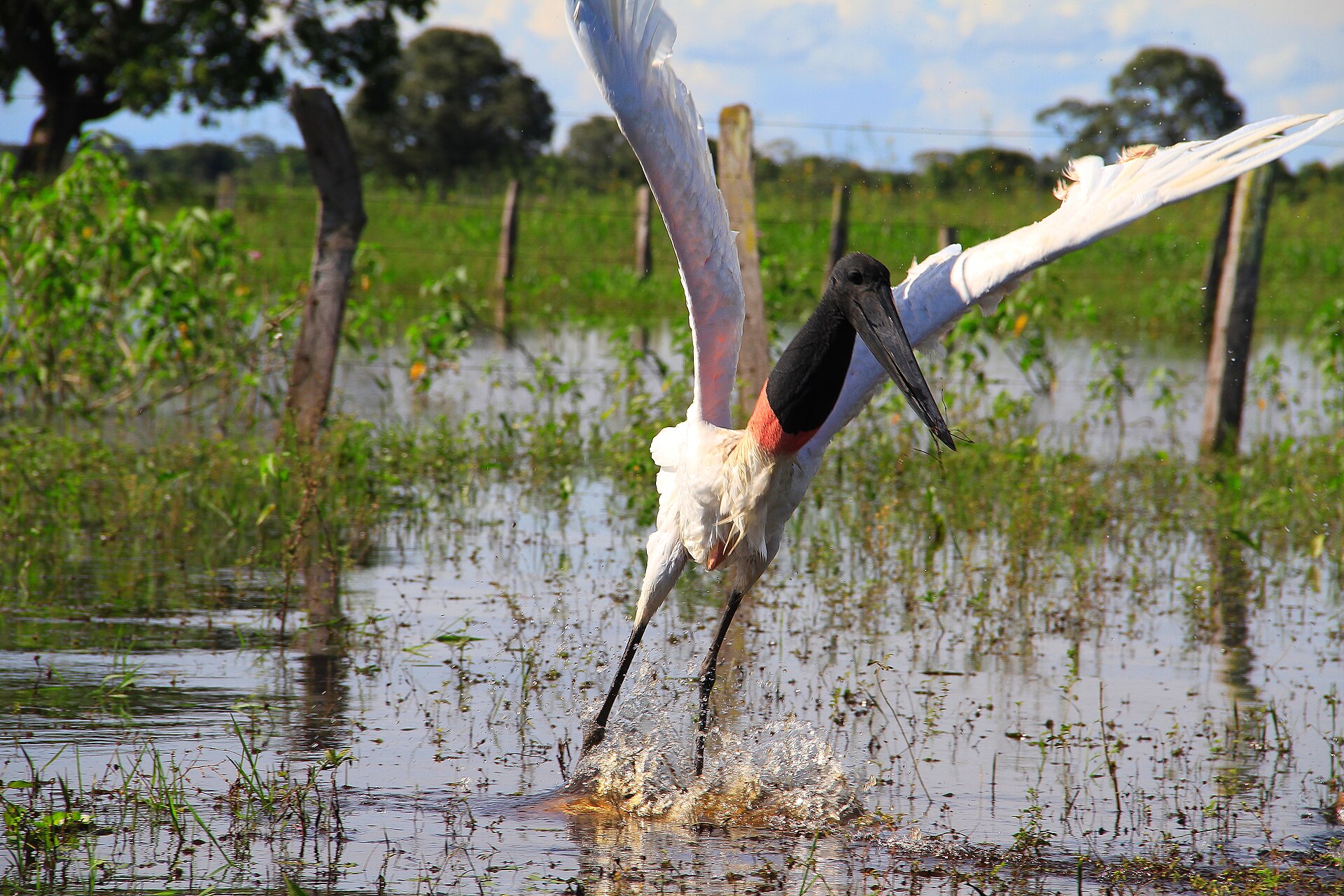 Cena de reportagem: file:Tuiuiu - Ave Simbolo do Pantanal de Mato Grosso.jpg - Wikimedia Commons, no trecho “O que mantém o ciclo funcionando”