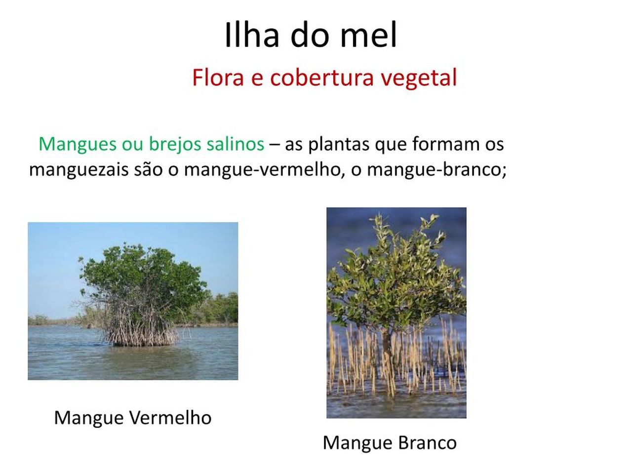 Cena de reportagem: pPT - Ilha do mel PowerPoint Presentation, free download - ID:2008685, no trecho “O que o parque protege”