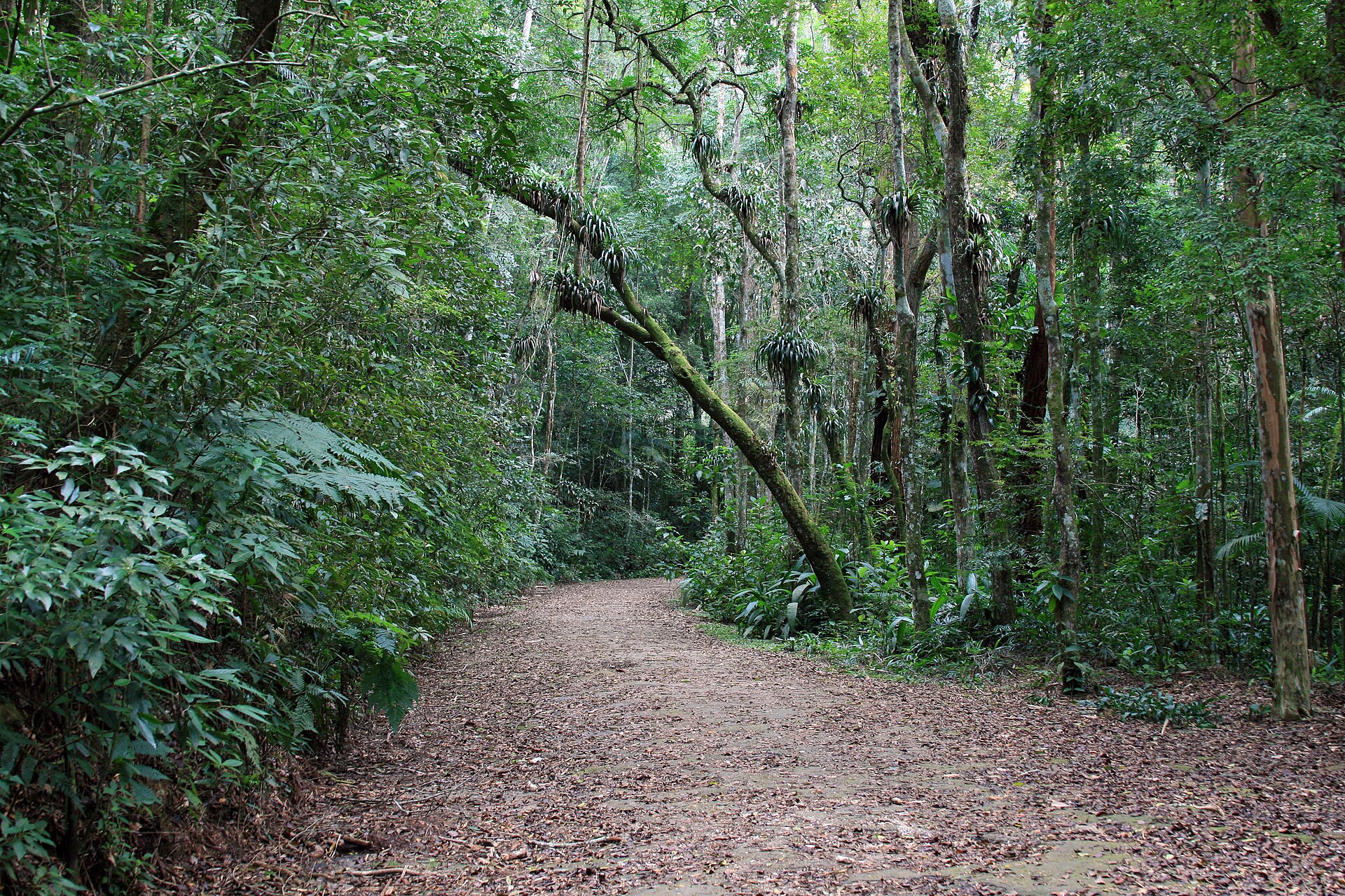 Cena de reportagem: file:Floresta da Tijuca 52.jpg - Wikipedia, no trecho “As baleias que vêm dar à luz”