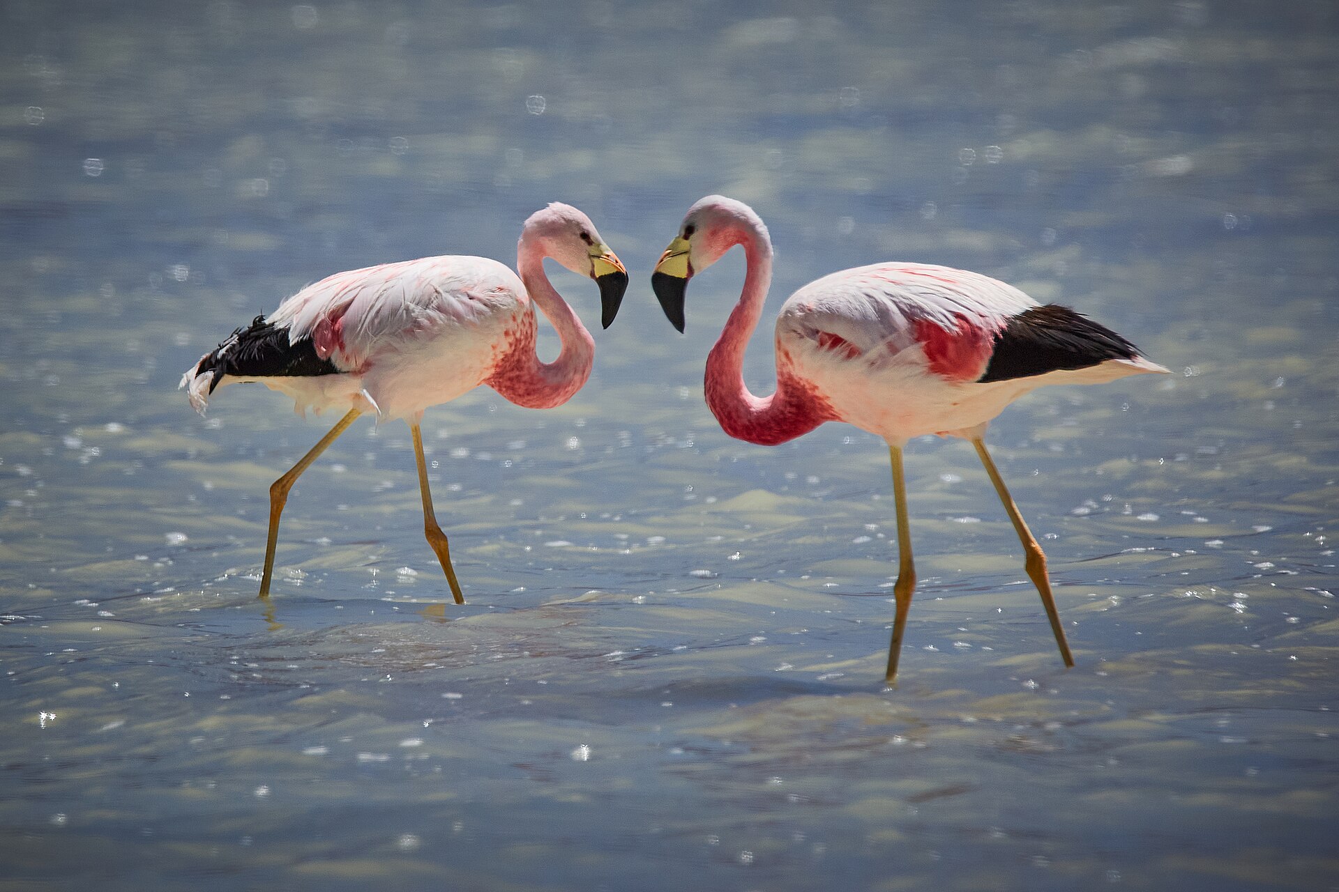 Cena de reportagem: file:Andean flamingo (Phoenicoparrus andinus) in Bolivia 01.jpg - Wikimedia Comm, no trecho “O que a CONAF contou”