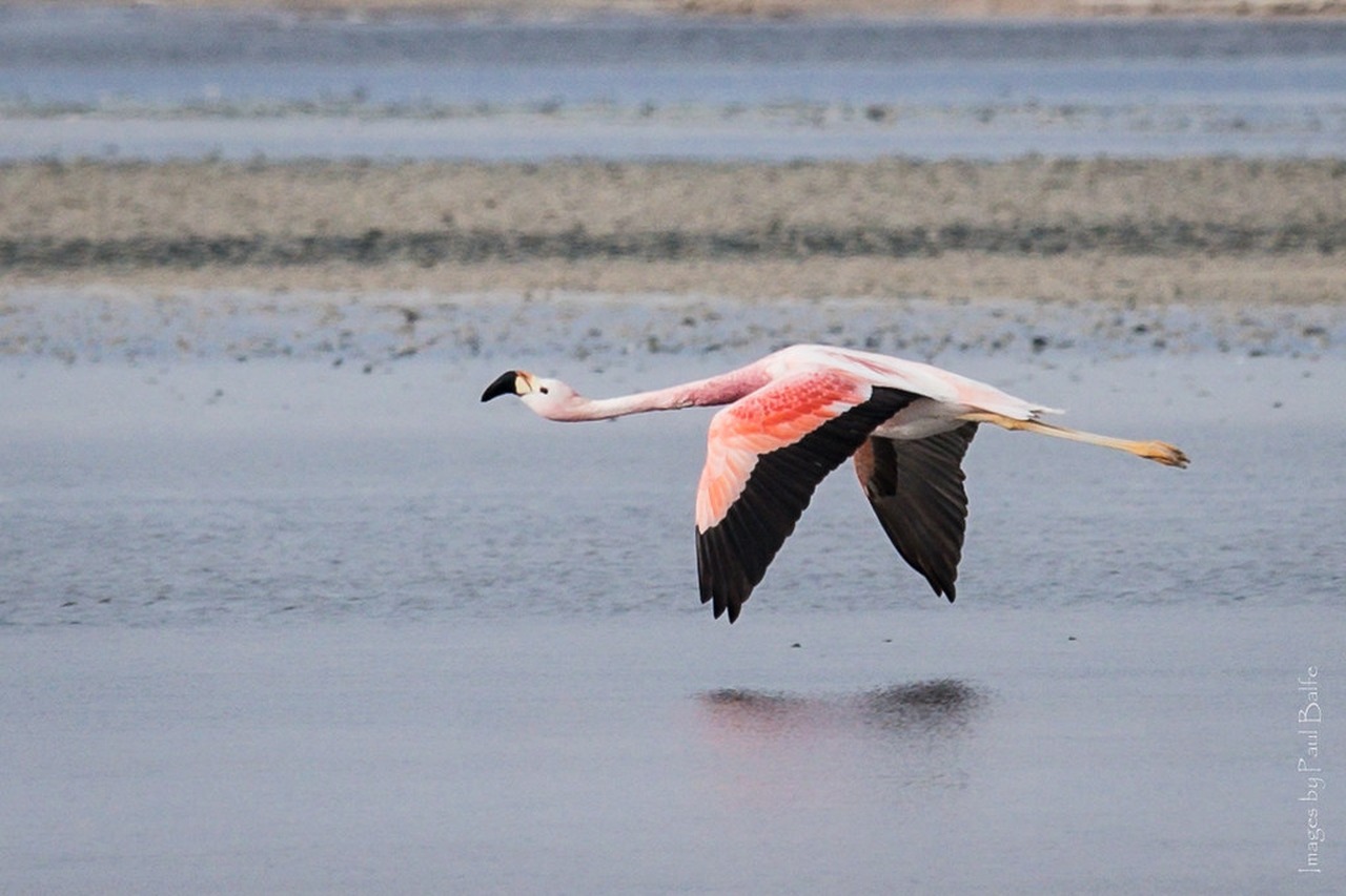 Cena de reportagem: graceful in flight An Andean Flamingo (Phoenicoparrus andi. Flickr, no trecho “Para quem visita o deserto”