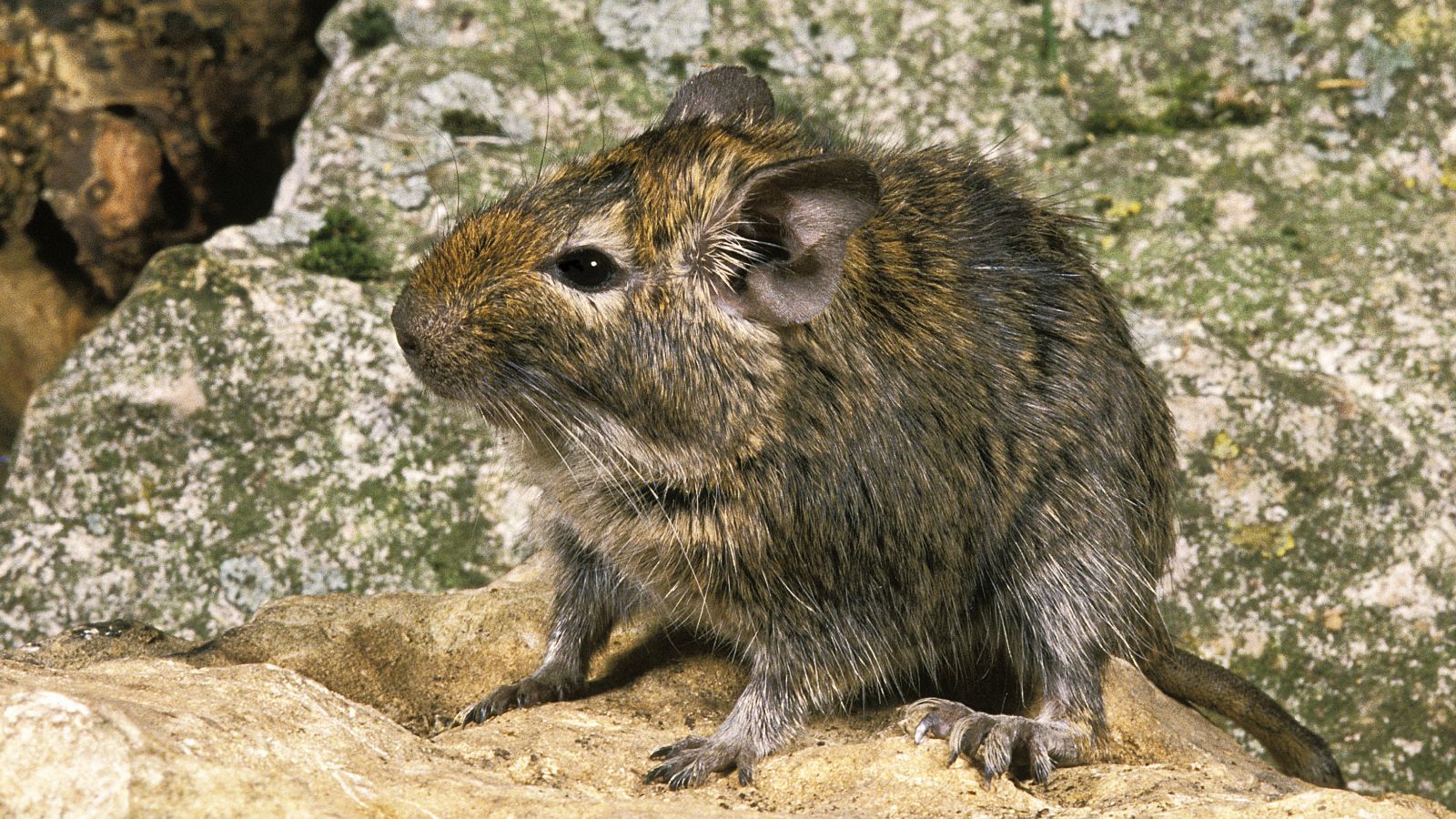 Cena de reportagem: common degu: Oversized hamsters with societies governed by pee Live Science, no trecho “Como é esse roedor”