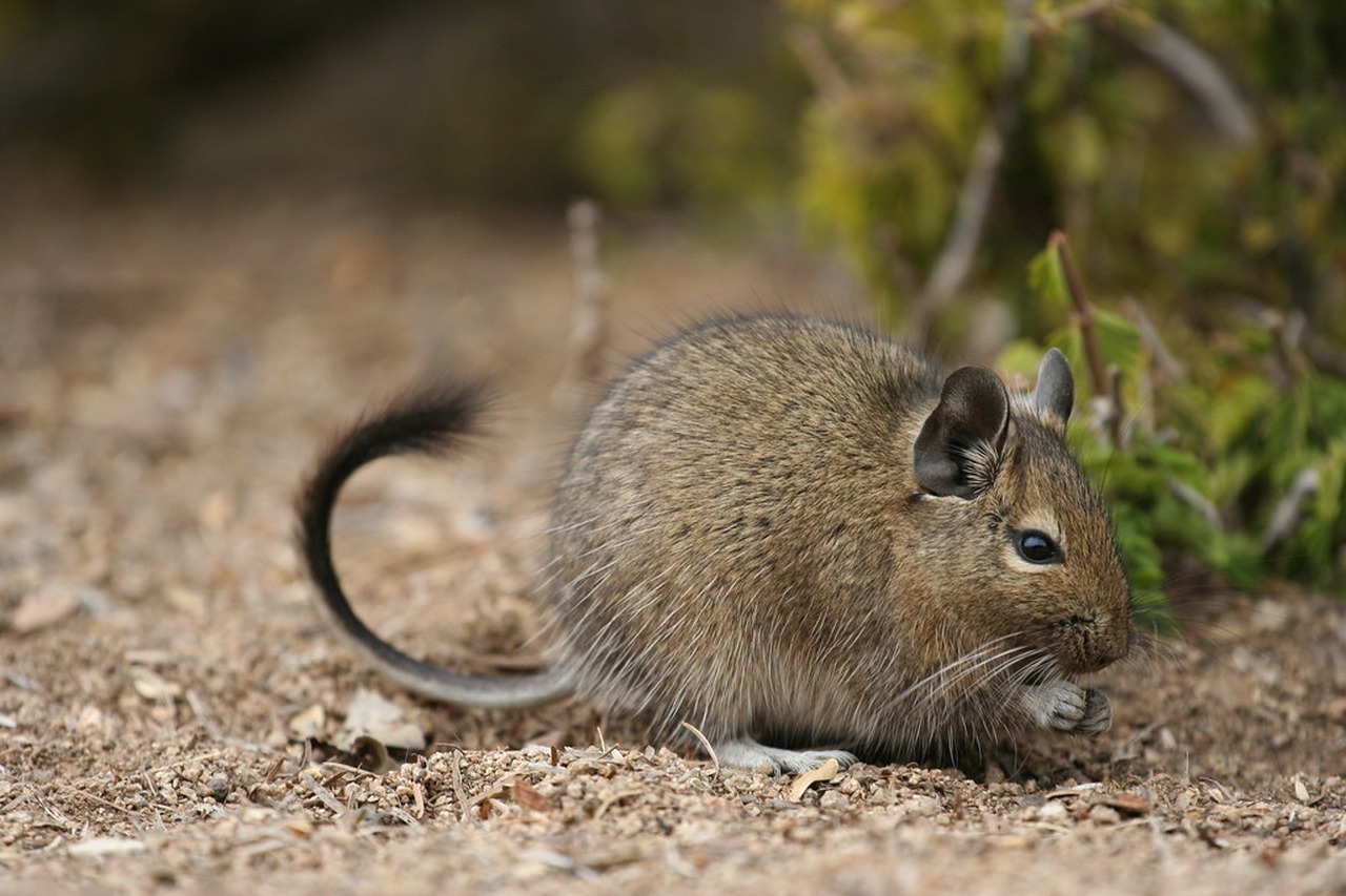 Cena de reportagem: degu - Octodon degus Parque Las Chinchillas Illapel, Chile. Fabrice Schmitt Flic, no trecho “O próximo passo”