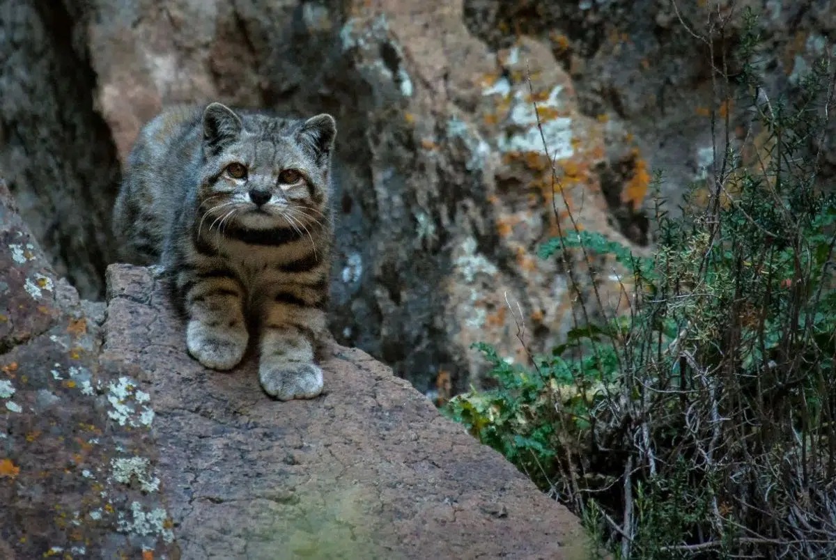 Cena de reportagem: new record of an Andean cat in Malargüe: a key finding for the conservation of t, no trecho “O que os arrieiros já diziam sobre o gato pálido da montanha”
