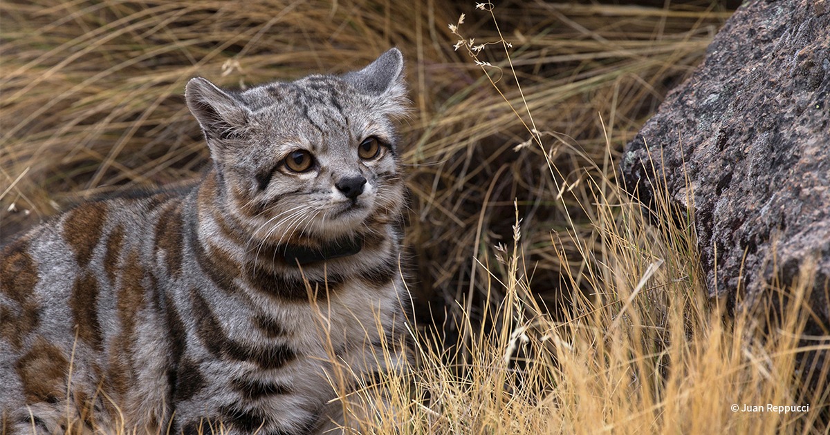 Cena de reportagem: the Andean Cat: A Closer Look at an Endangered Species, no trecho “Ameaças e perguntas que o achado deixa abertas”
