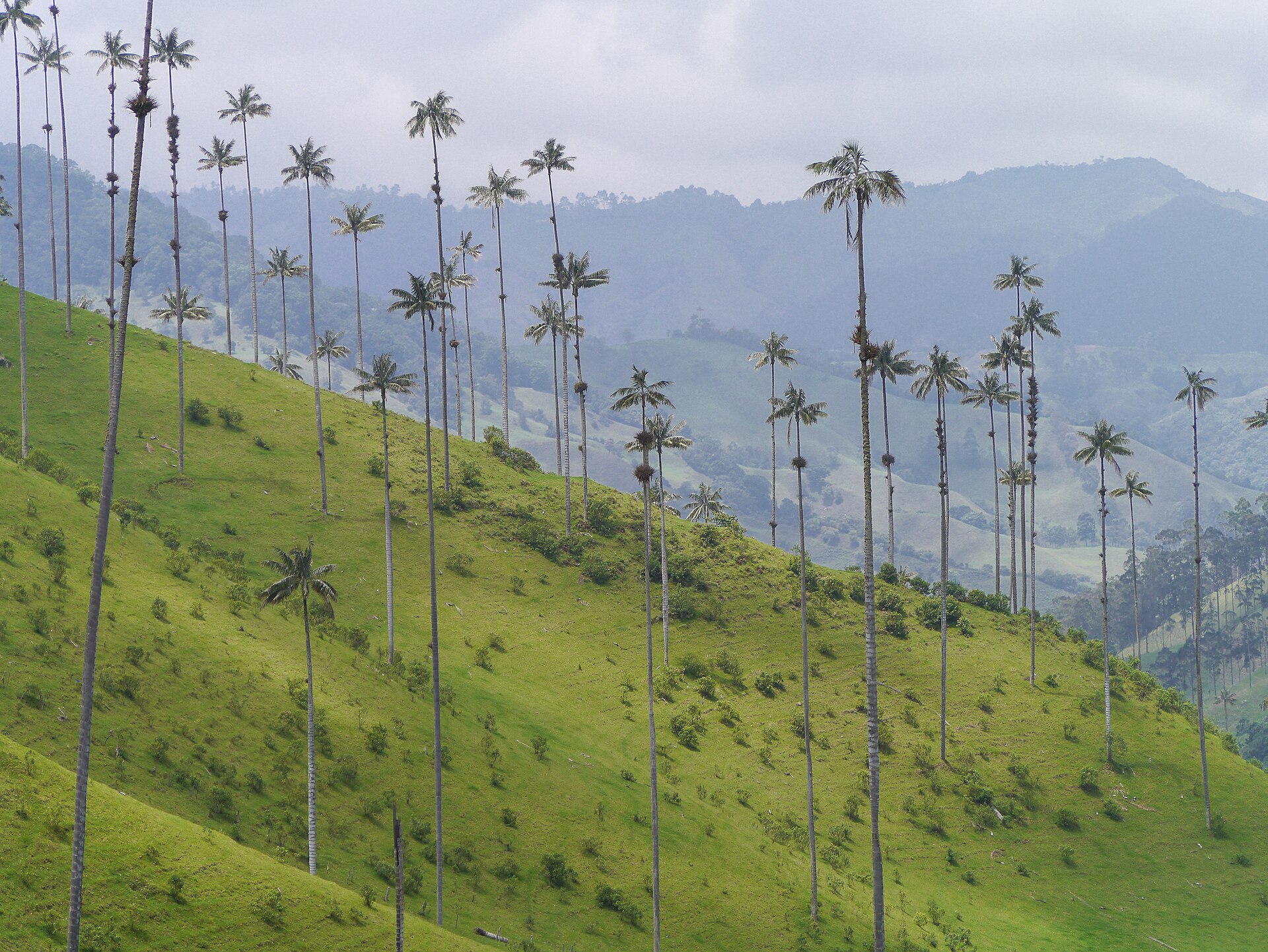 Cena de reportagem: file:Valle Cocora, Kolumbien (13158791433).jpg - Wikimedia Commons, no trecho “O que fazer no Vale do Cocora”