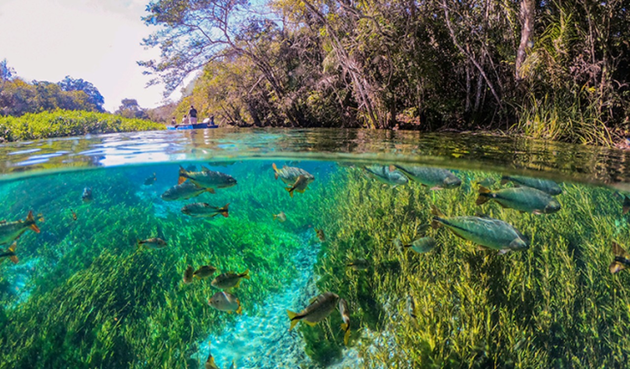 Cena de reportagem: clima e sustentabilidade: Cop30 debate futuro ambiental em Bonito, no trecho “Bonito e o resto da Mata Atlântica”
