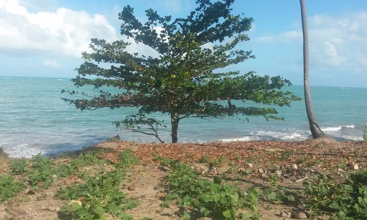 Cena de reportagem: rota dos Corais - Maragogi - 2026 - Tripadvisor, no trecho “Como planejar”