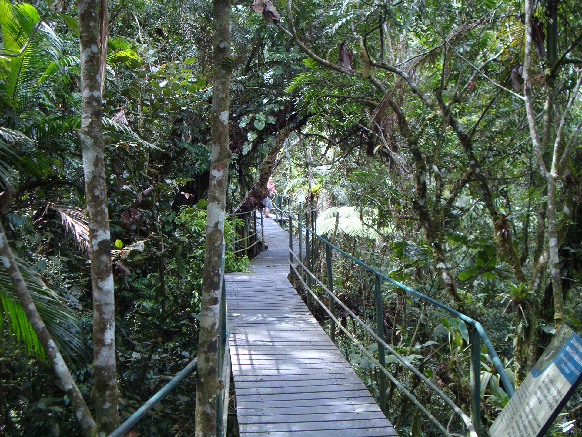 Cena de reportagem: file:Trilhas de madeira na mata - Parque Nacional da Serra dos Órgãos - Teresópo, no trecho “Trilha do Cartão Postal e o Dedo de Deus”