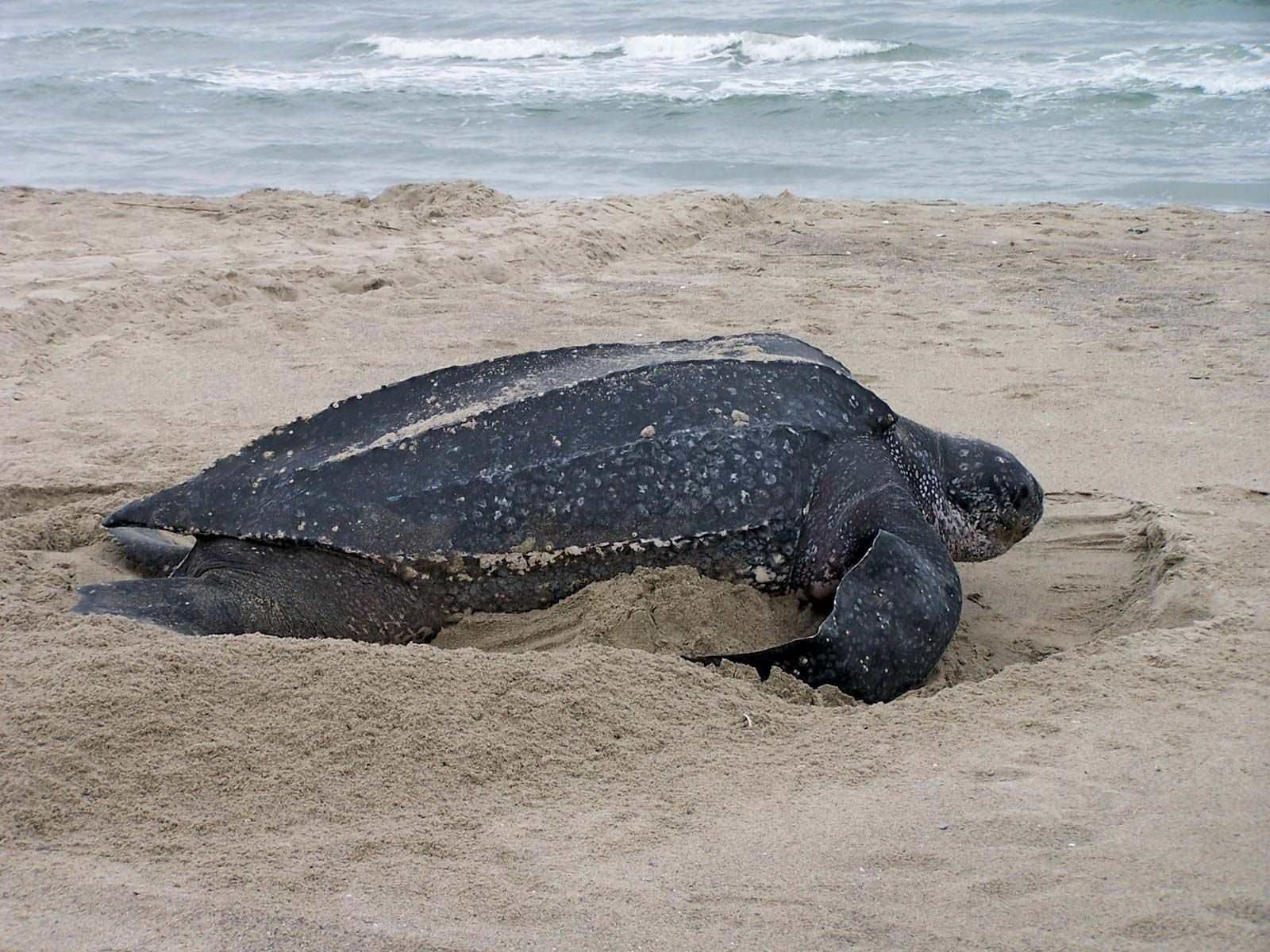 Cena de reportagem: leatherback sea turtle Size, Diet, Adaptations, & Facts Britannica, no trecho “Estado de conservação”