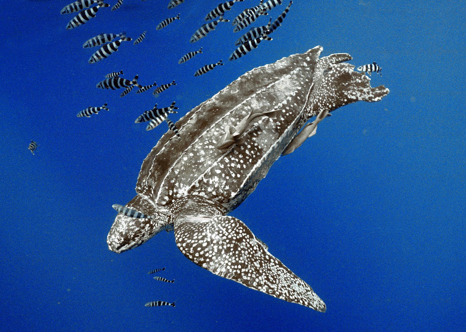 Cena de reportagem: ⭐ Travel Guide for Island Crete ⛵, Greece ❗ - Leatherback turtle, no trecho “As outras tartarugas da costa brasileira”