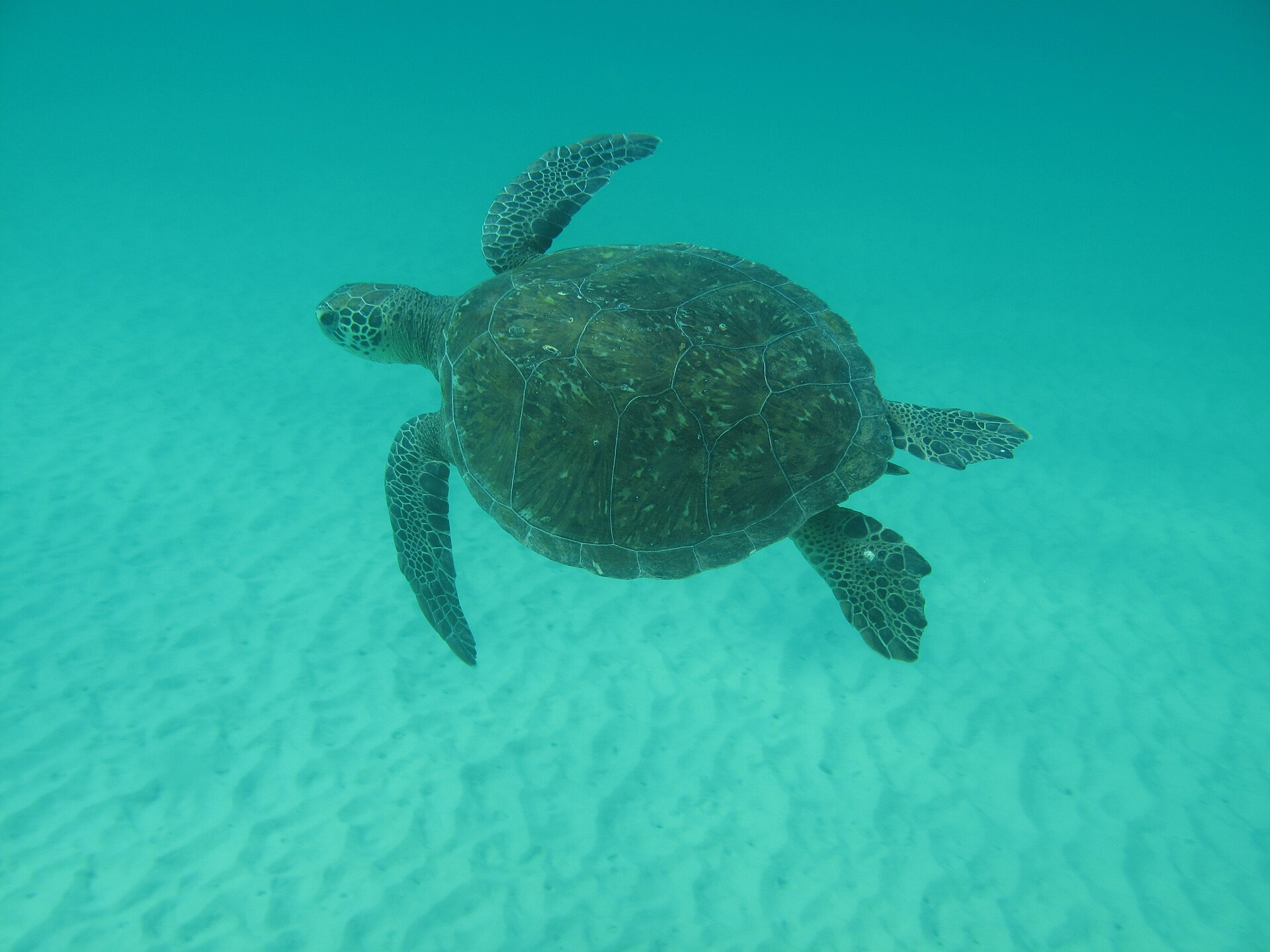 Cena de reportagem: file:Tartaruga Verde ou Aruanã - Praia de Lopes Mendes - Ilha Grande - RJ.jpg, no trecho “Jovens viram herbívoros”