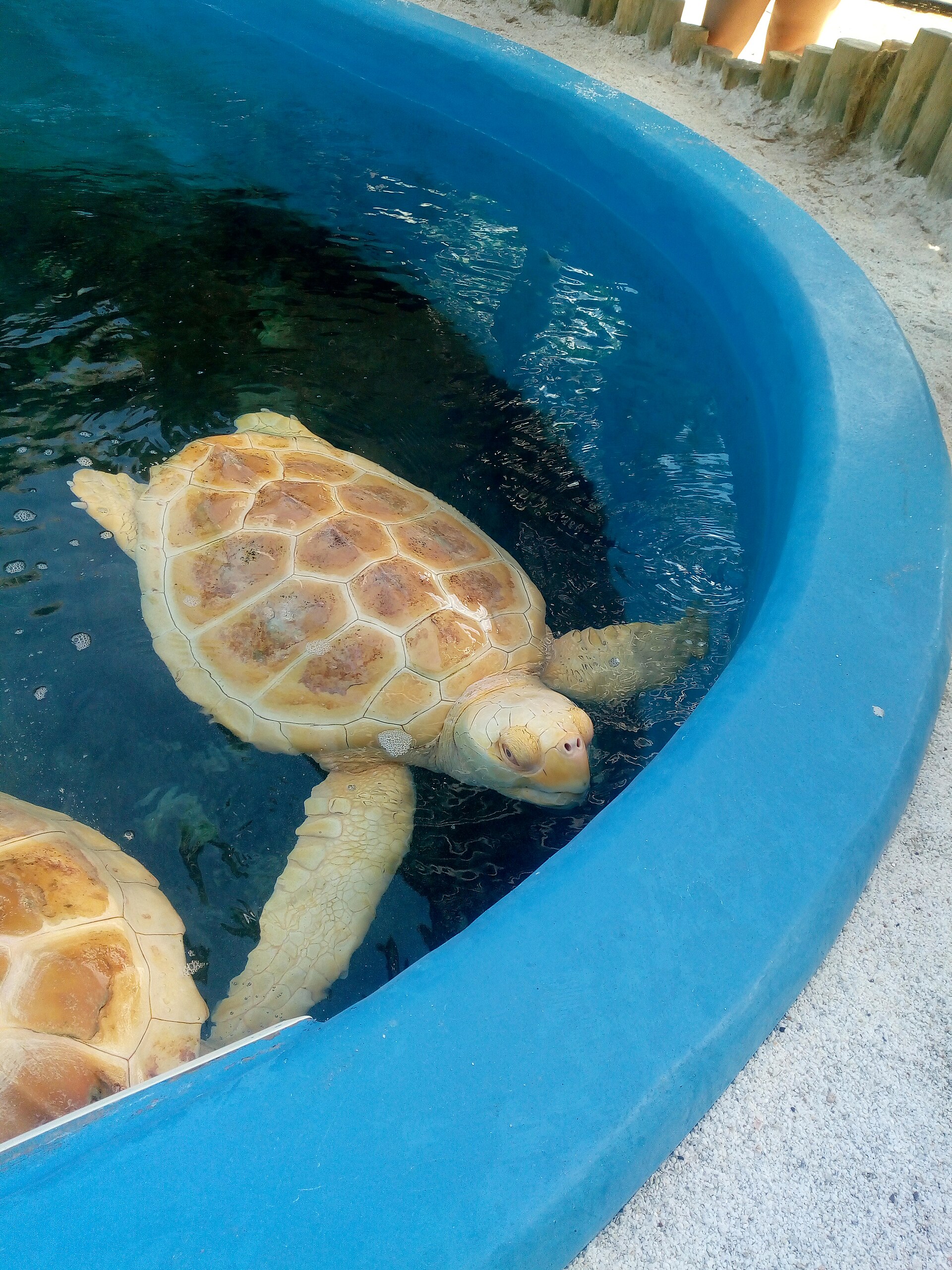 Cena de reportagem: file:Tartaruga-cabeçuda albina no Projeto TAMAR.jpg - Wikimedia Commons, no trecho “Jovem de dieta variada”