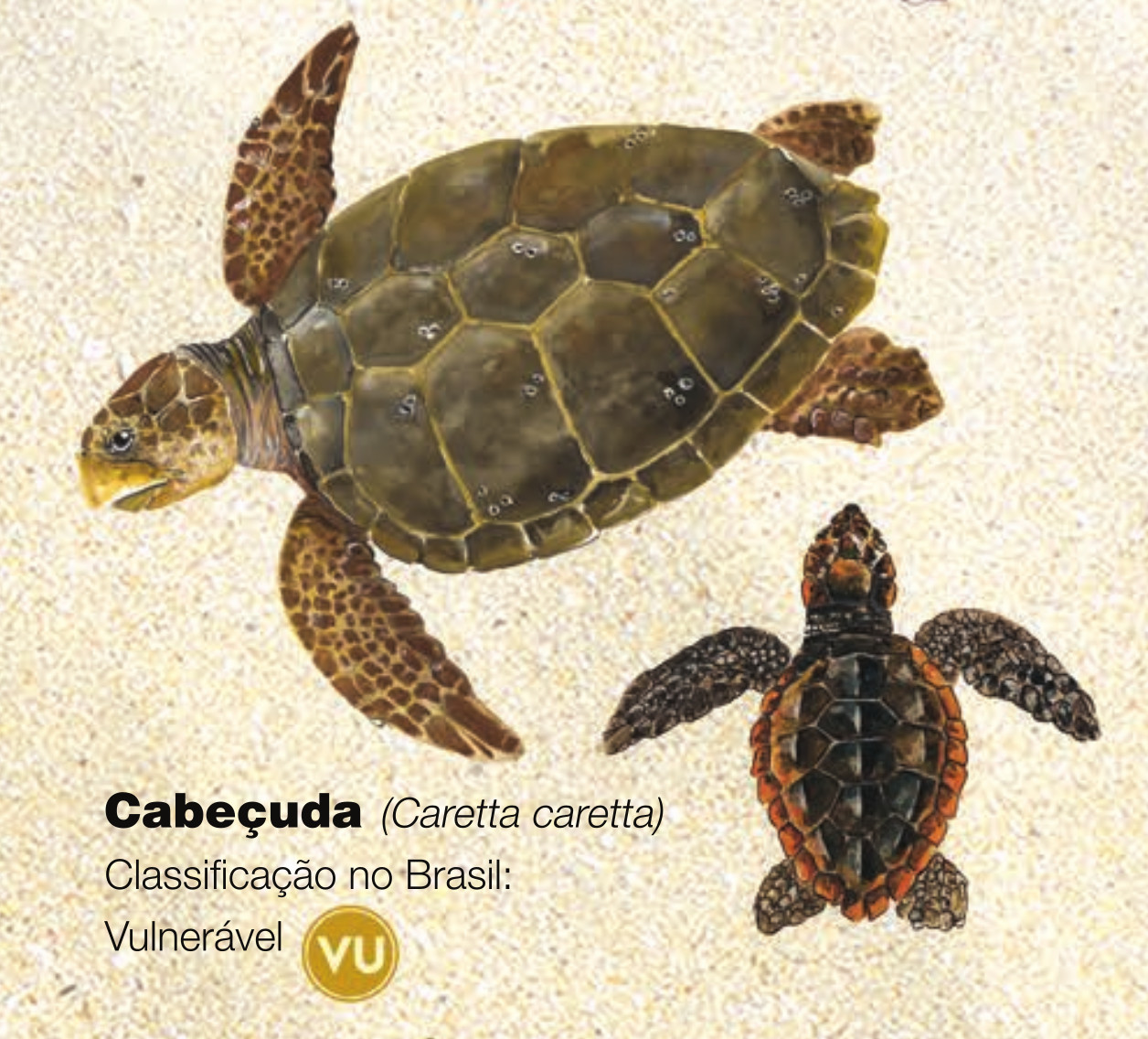 Cena de reportagem: conheça as Tartarugas Marinhas - Instituto Chico Mendes de Conservação da Biodiv, no trecho “Como identificar”