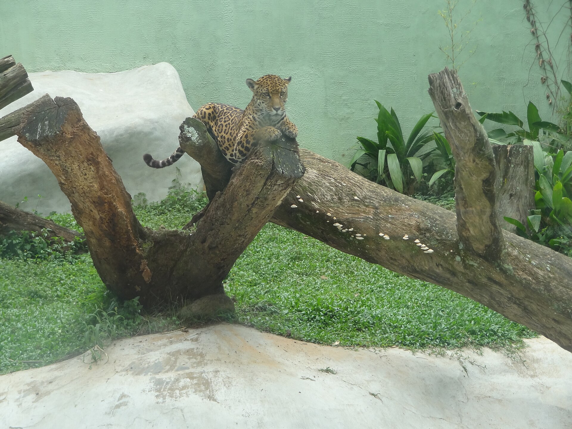 Cena de reportagem: file:Onça-pintada - Parque Zoológico de São Paulo.JPG - Wikimedia Commons, no trecho “O objetivo e os seis biomas”
