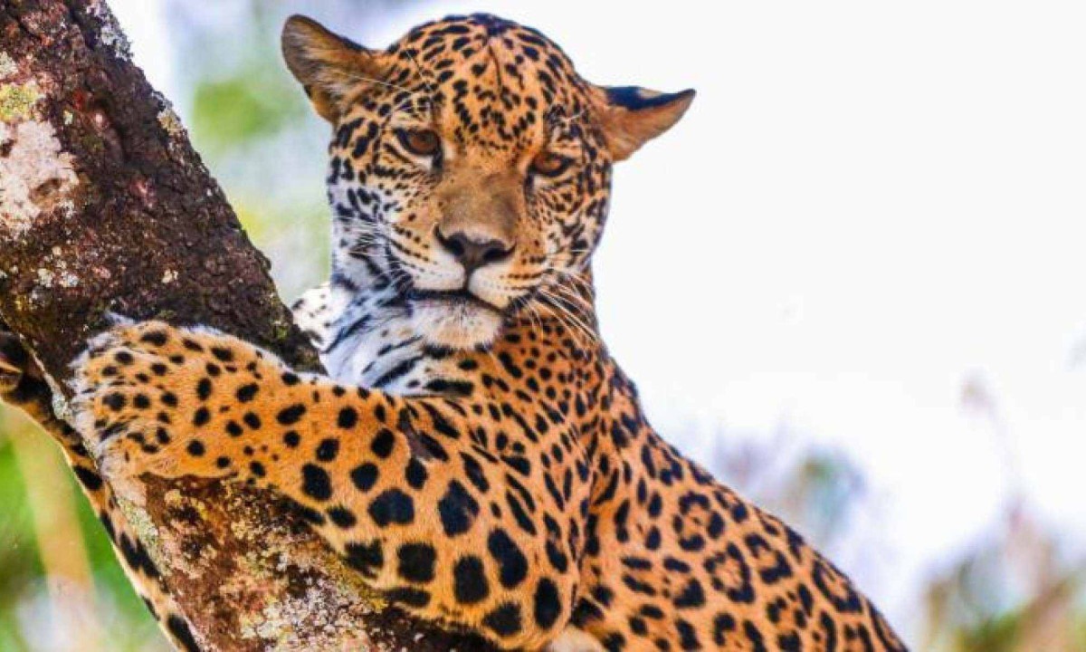 Cena de reportagem: bH: onça-pintada Maya já está no recinto de visitação do zoológico - Estado de M, no trecho “Para quem quer ver onça de perto”
