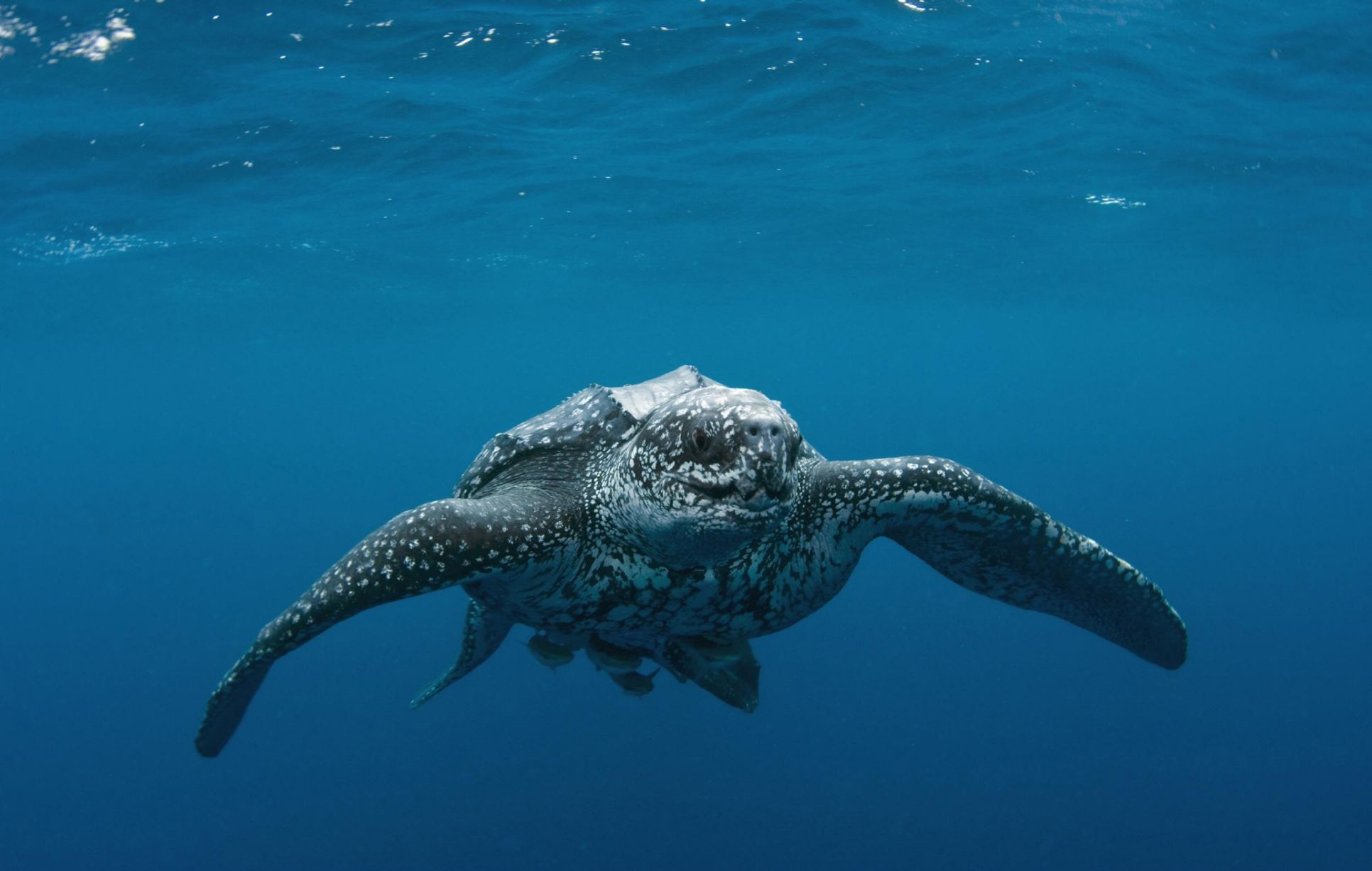 Cena de reportagem: lOOK: The 7 best sea creatures you can spot in waters of North Wales - North Wal, no trecho “Por que ela é diferente das outras tartarugas”