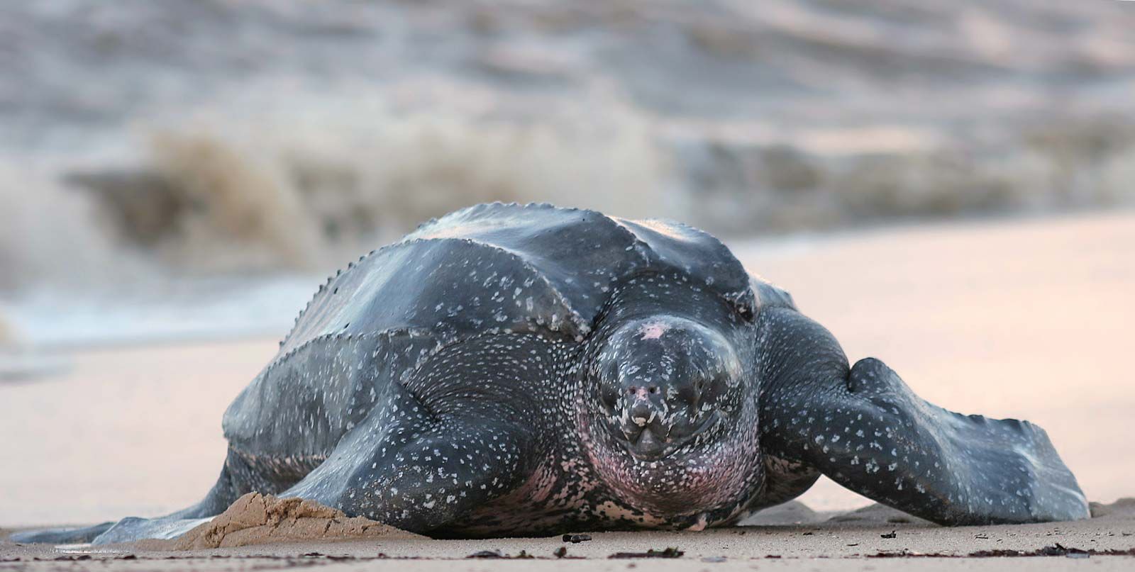 Cena de reportagem: snake-necked turtle freshwater, aquatic, carnivorous Britannica, no trecho “Onde ela vive e por que a população diminui”